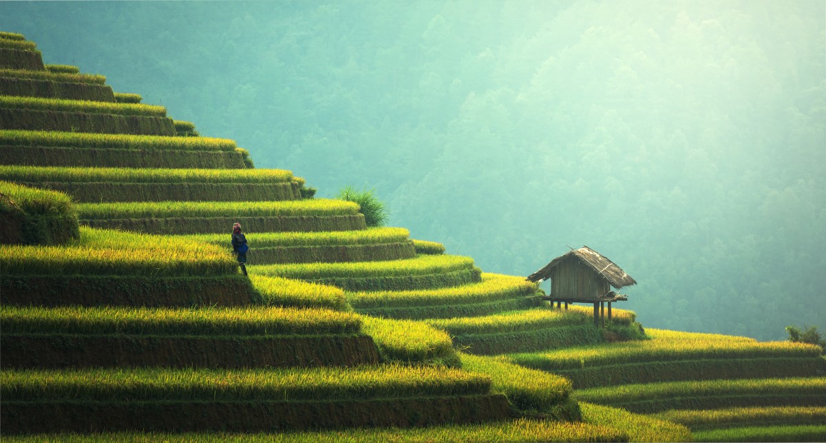 The Green Forest